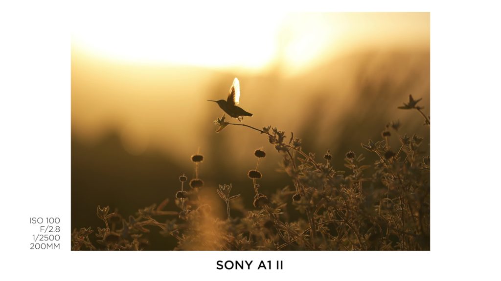 sony a1 ii pre capture